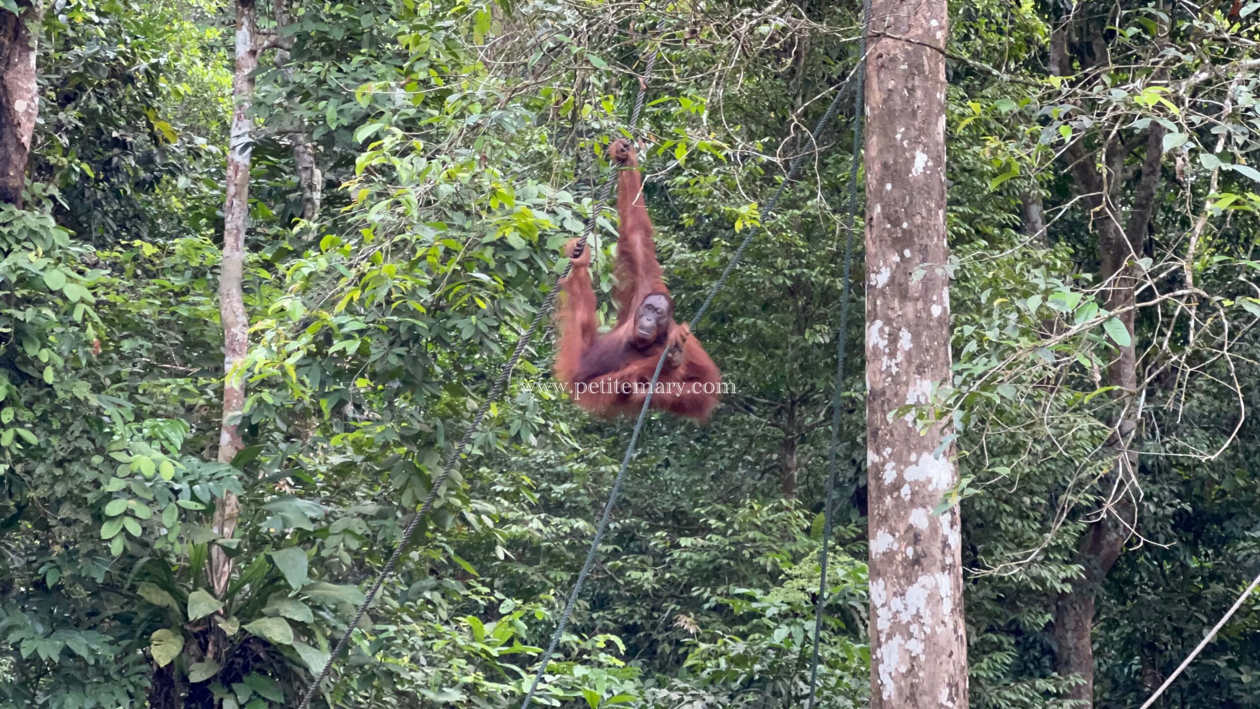 Longhouse in Sarawak 2