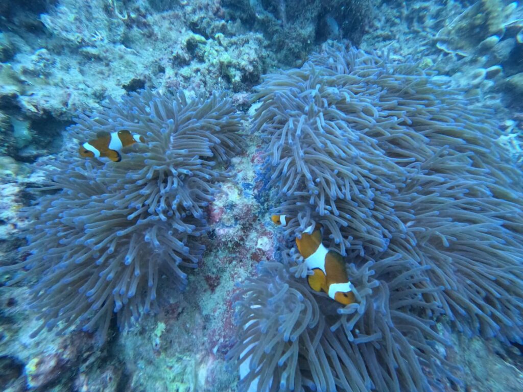 Diving in Tioman 7