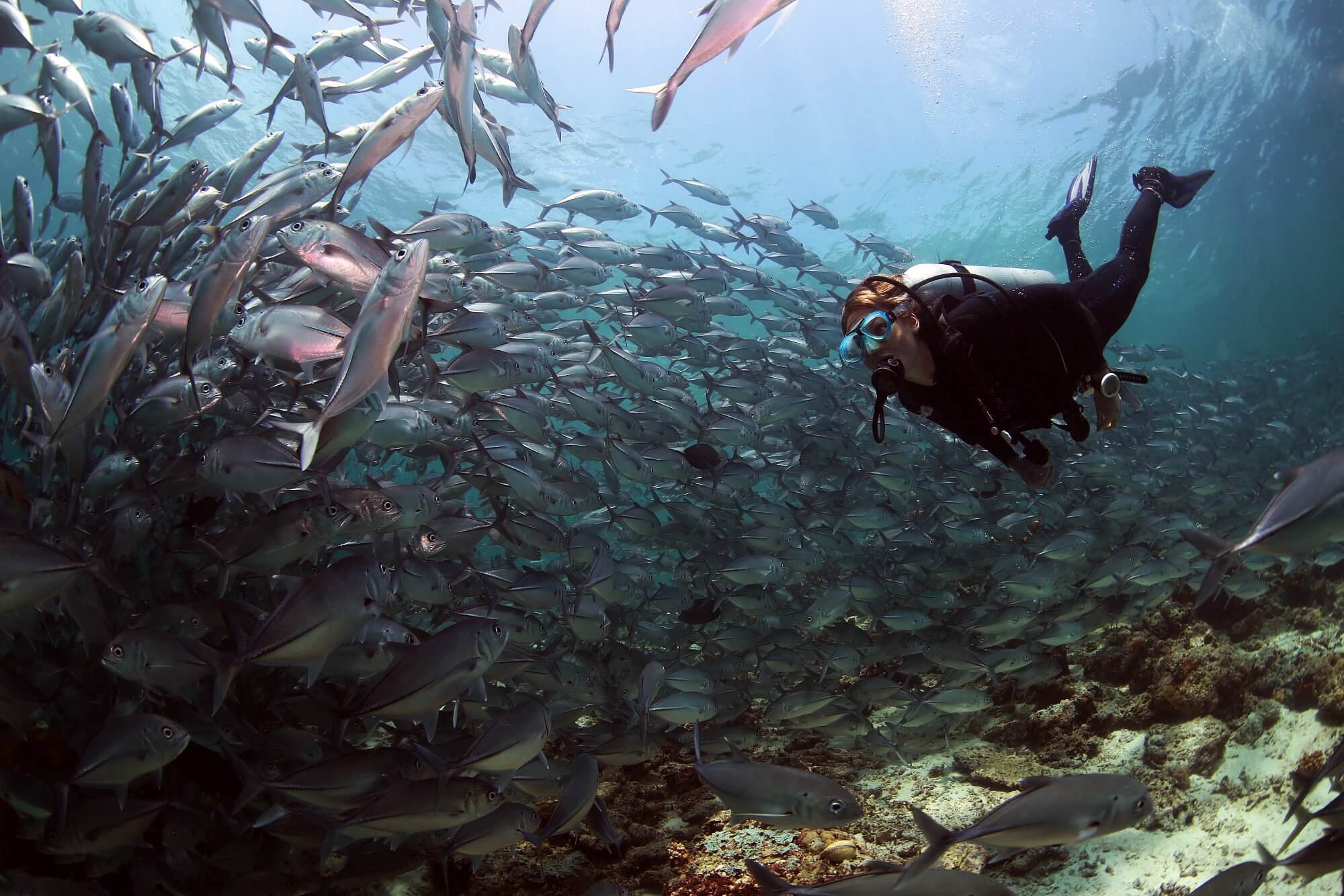 sipadan diving package 11