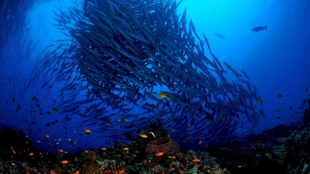 sipadan diving package 5