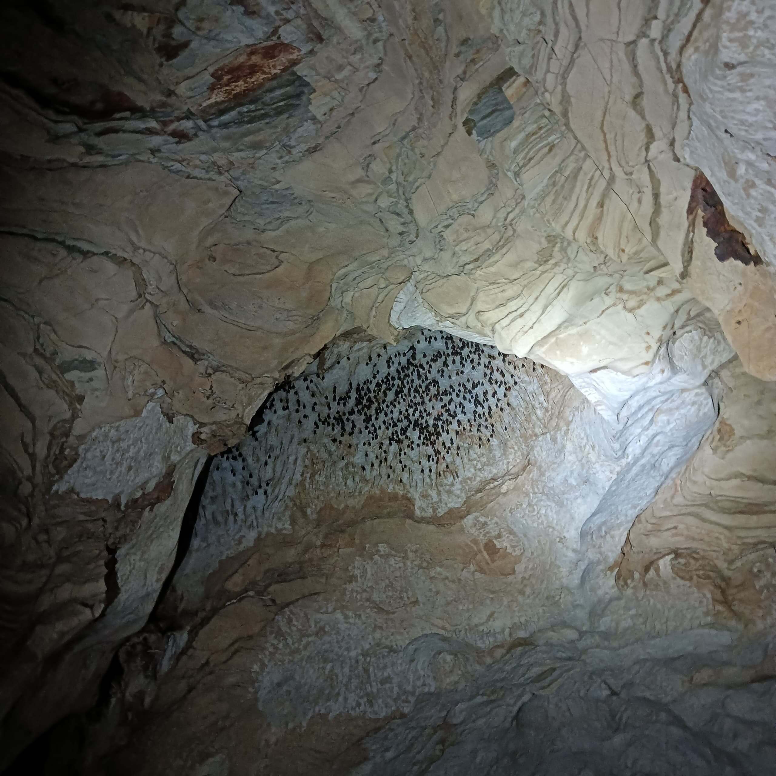 Day Tour Taman Negara 12