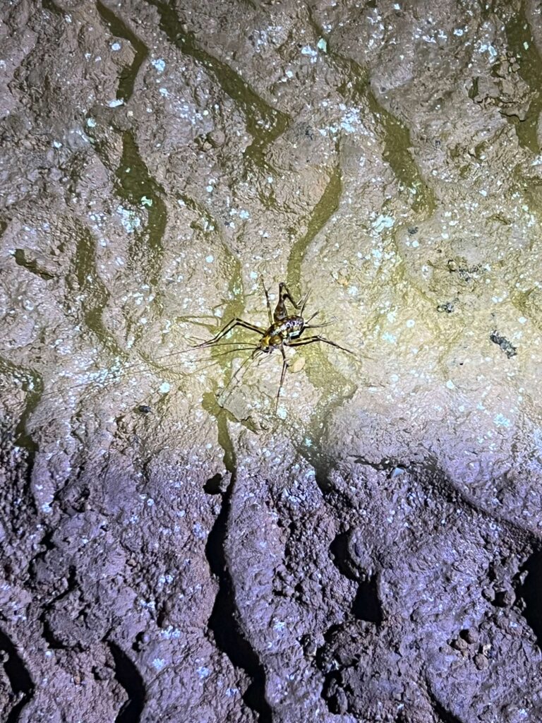 Day Tour Taman Negara 15-1