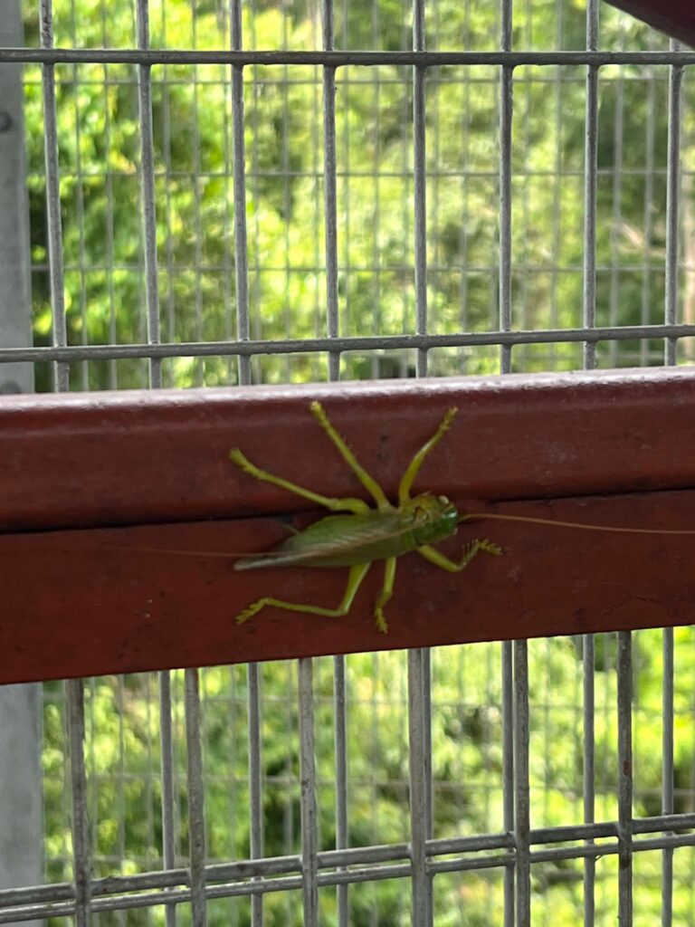 Day Tour Taman Negara 6